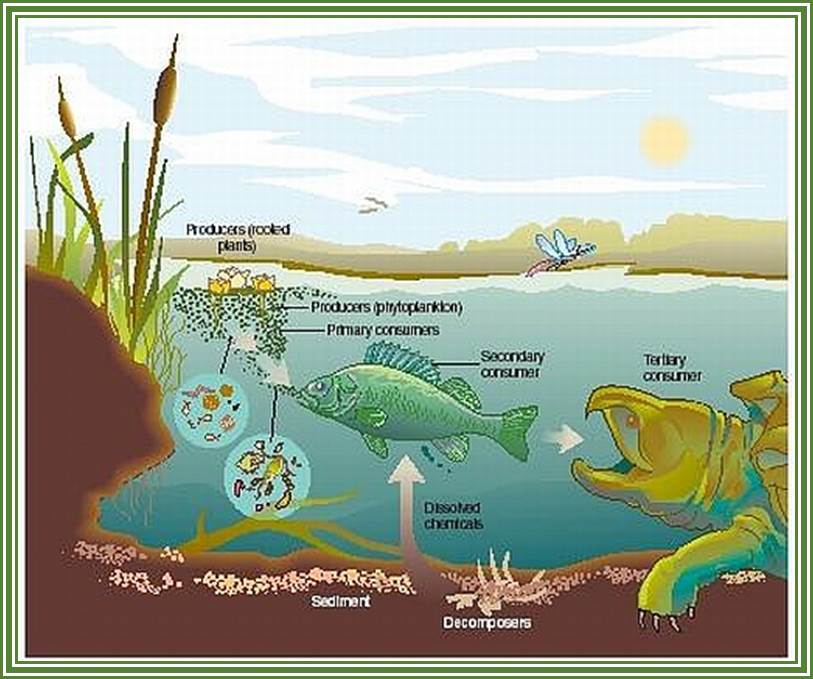 Biotic And Abiotic Factors. (i) Abiotic Components: The