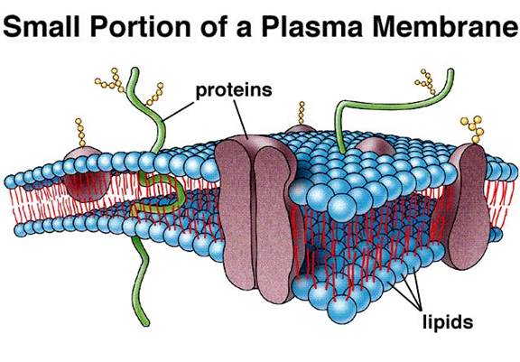 animal cell membrane structure. This membrane is in immediate
