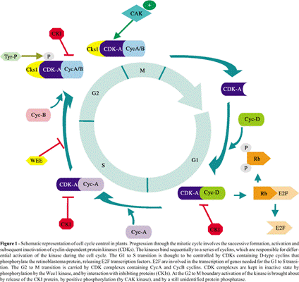 animal cell prophase. Prophase sets in as cell cycle