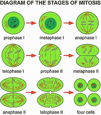 animal cell mitosis vs plant cell mitosis