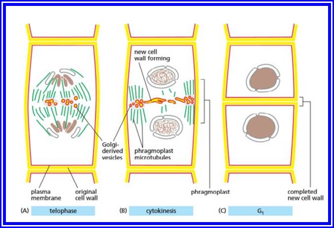 How does cytokinesis proceed in a plant cell and how is it different from  mitosis? - Quora