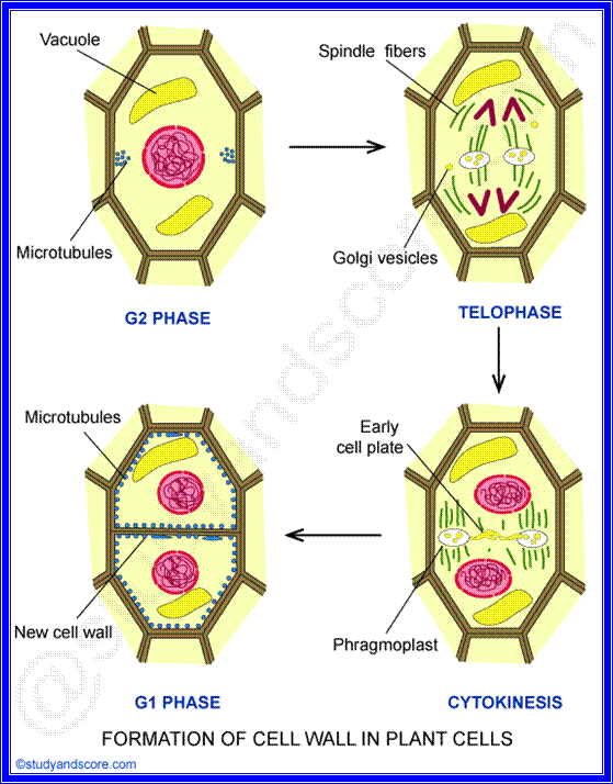 formation of cell wall, g2 phase, telophase, g1 phase, cytokinesis, phragmoplast, vacuole, spindle fibers, microtubules
