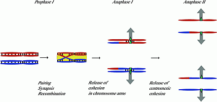 Dna Crossing Over