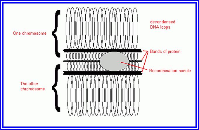 chromosome chromatid centromere