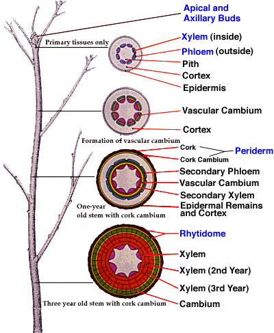 Plants Body Parts