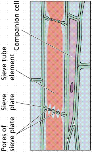 2_Plant_Anatomy