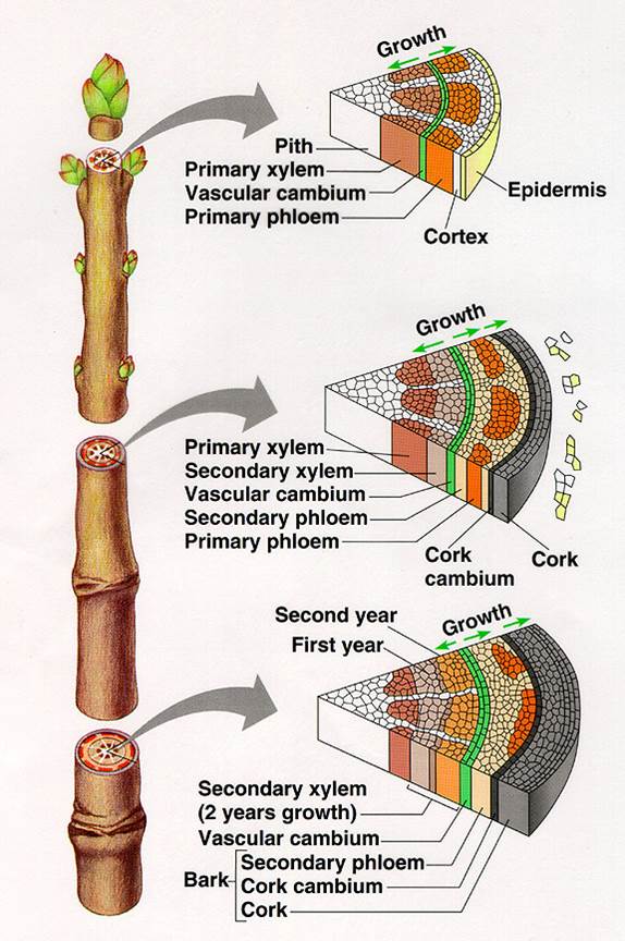 basic plant anatomy