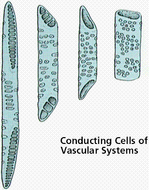 Plant Epidermis