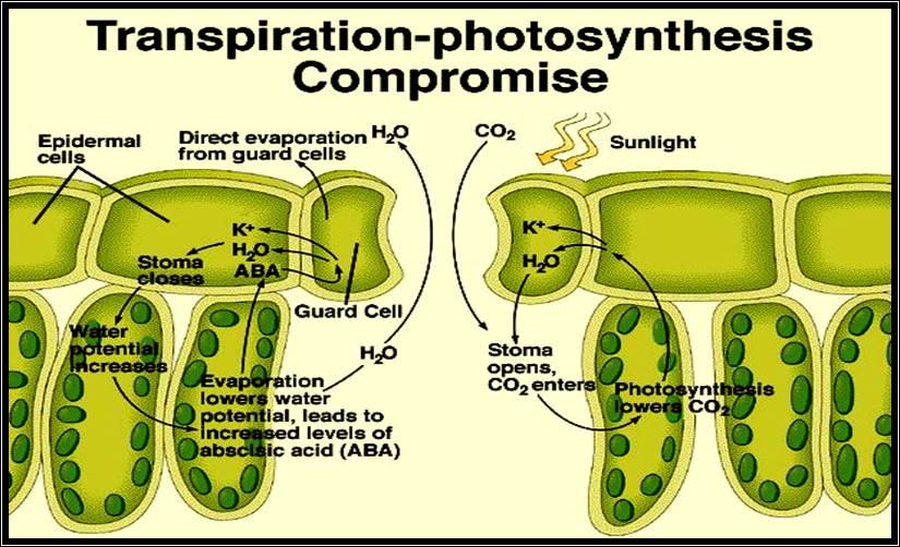 flaccid plant cell