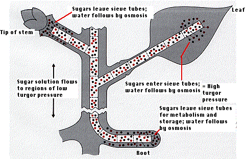 4_TRANSLOCATION_OF_ORGANIC_SOLUTES dpd flow diagram 