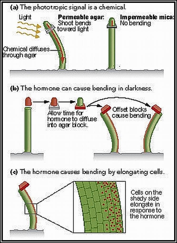 Auxin Hormone