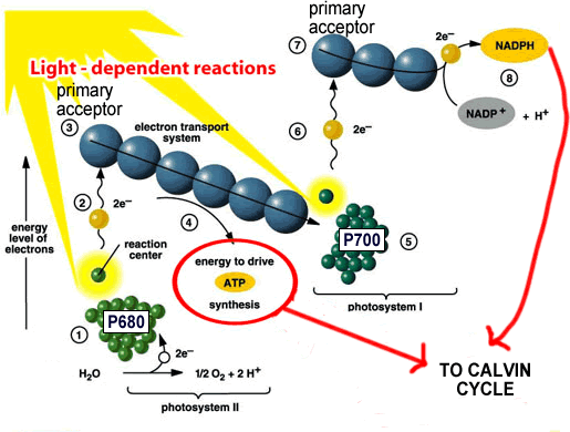 cyclic photophosphorylation diagram
