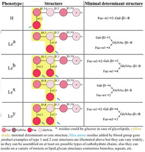 Antibody And Antigen. antigen-antibody reaction.