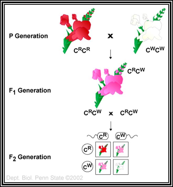 Blood Group Determination