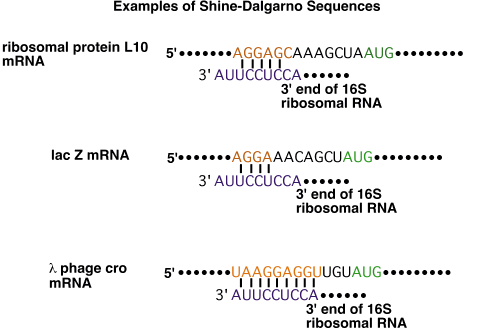 10_MOLECULAR_BIOLOGY