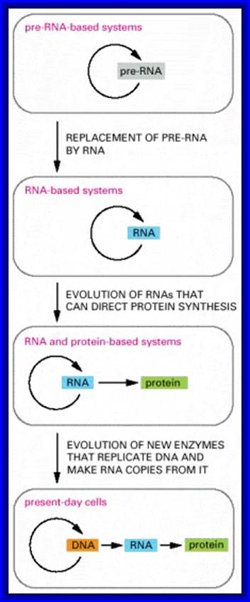 Figure 6-101. The hypothesis that RNA preceded DNA and proteins in evolution.