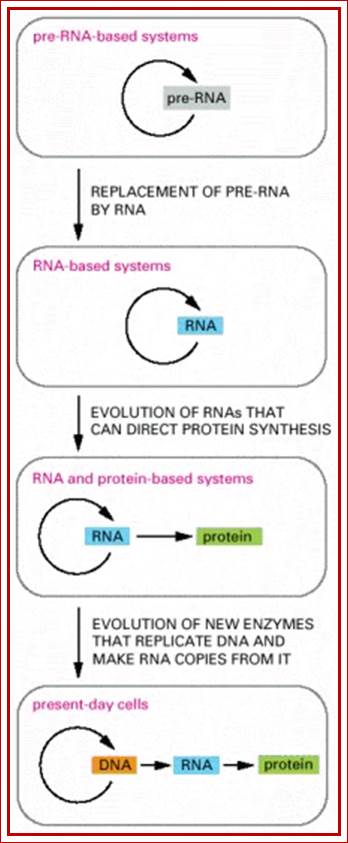 Figure 6-101. The hypothesis that RNA preceded DNA and proteins in evolution.