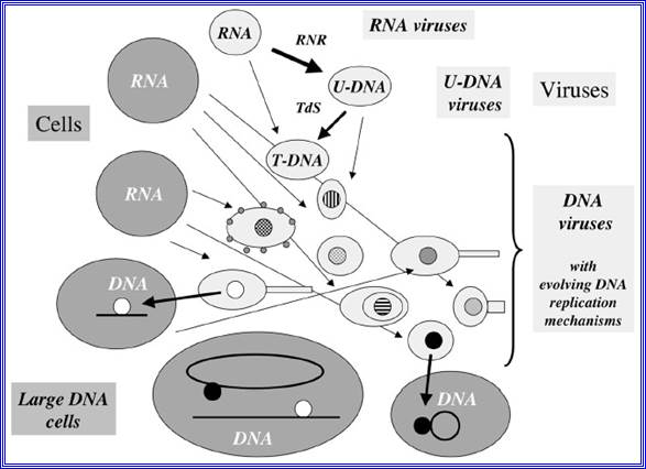 Figure 2. Evolution of DNA replication mechanisms in the viral world? This figure illustrates a coevolution scenario of cells and viruses in the transition from the RNA to the DNA world.