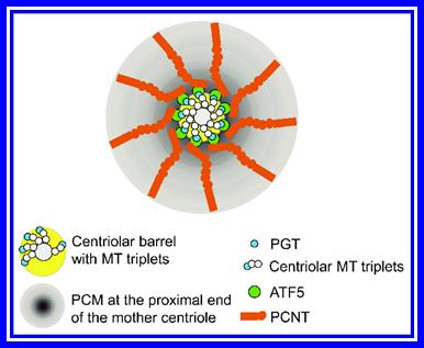 Simultaneous interactions between ATF5 and PCNT and between ATF5 and PGT promote PCM accumulation at the proximal end of the mother centriole. 