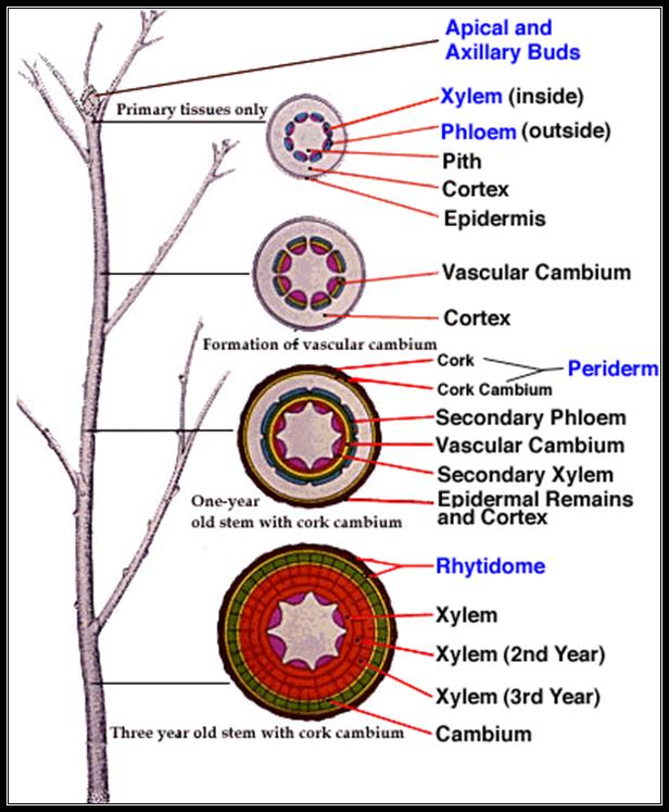 plant structure xylem and phloem