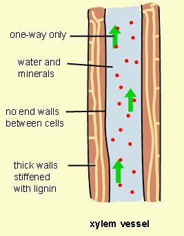 3_PLANT_AND_WATER_RELATIONSHIP