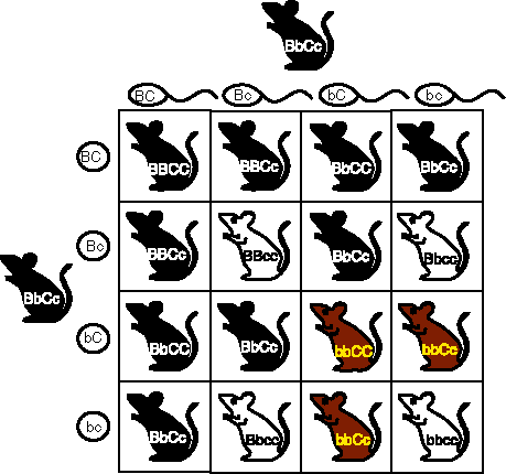 9_CHROMOSOMES_AND_GENETICS